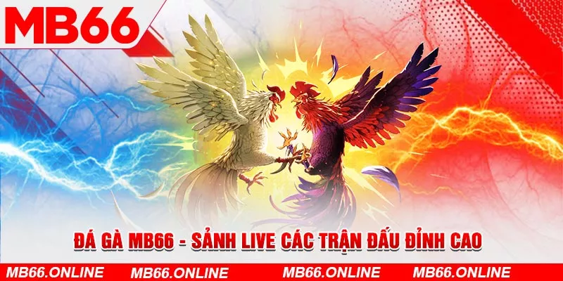 Đá gà MB66 - sảnh live các trận đấu đỉnh cao