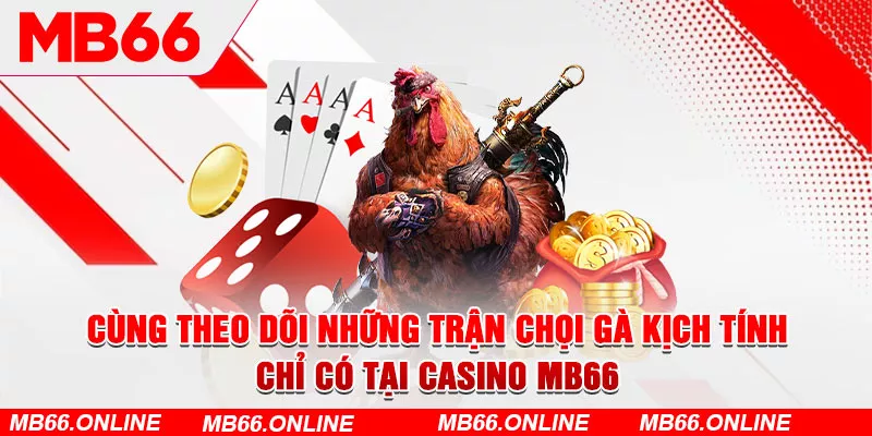 Cùng theo dõi những trận chọi gà kịch tính chỉ có tại Casino MB66