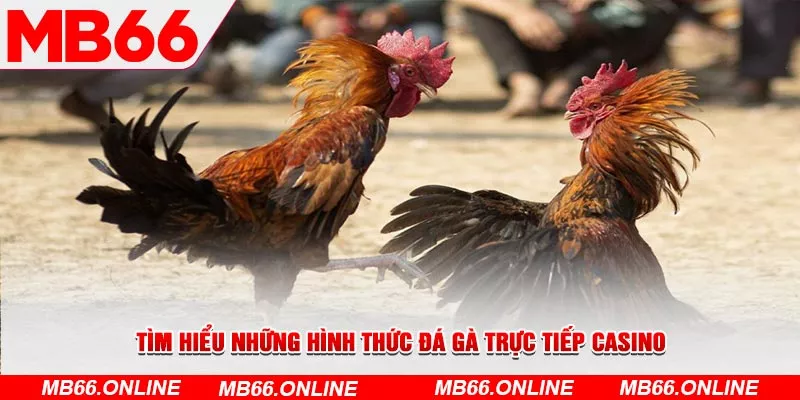 Tìm hiểu những hình thức đá gà trực tiếp casino