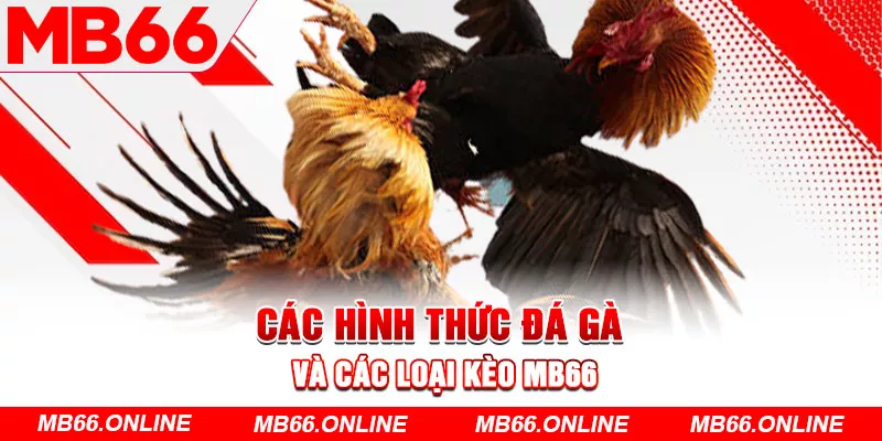 Các hình thức đá gà và các loại kèo MB66