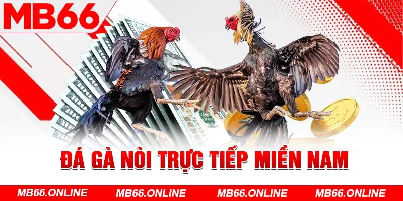  Đá gà nòi trực tiếp miền Nam