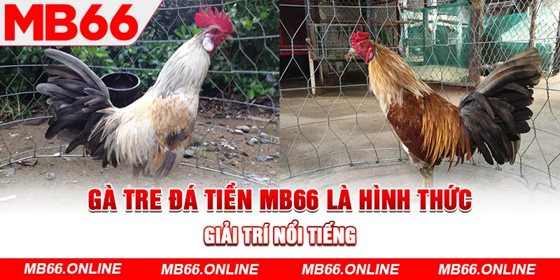 Gà tre đá tiền MB66 là hình thức giải trí nổi tiếng