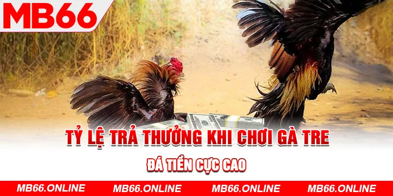 Tỷ lệ trả thưởng khi chơi gà tre đá tiền cực cao