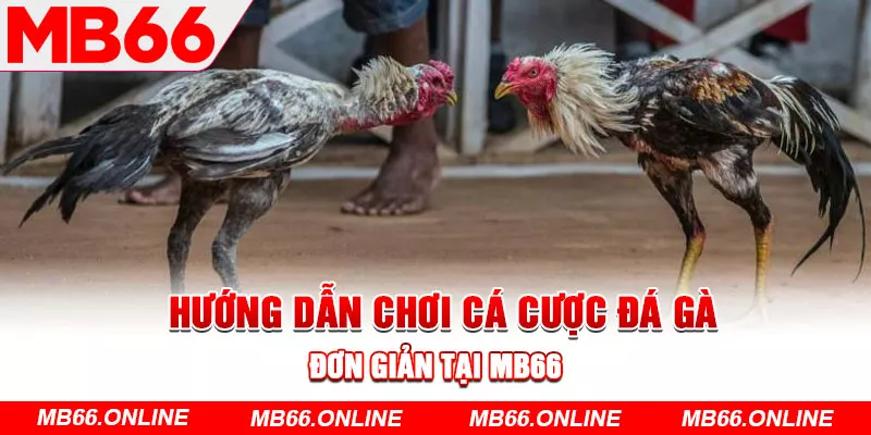 Hướng dẫn chơi cá cược đá gà đơn giản tại MB66 