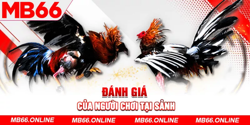 Đánh giá của anh em tham gia tại sảnh chọi gà 