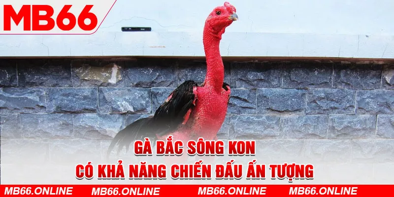 Gà Bắc Sông Kon có khả năng chiến đấu ấn tượng