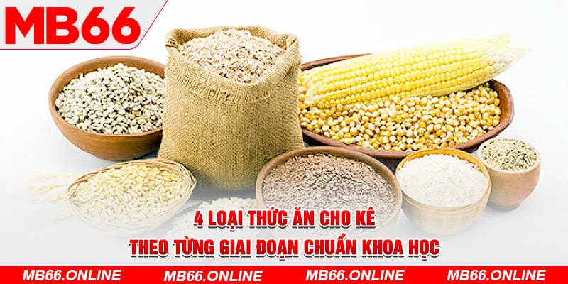 3-4-loai-thuc-an-cho-ke-theo-tung-giai-doan-chuan-khoa-hoc