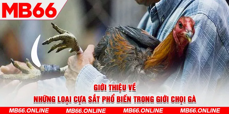 3-gioi-thieu-ve-nhung-loai-cua-sat-pho-bien-trong-gioi-choi-ga