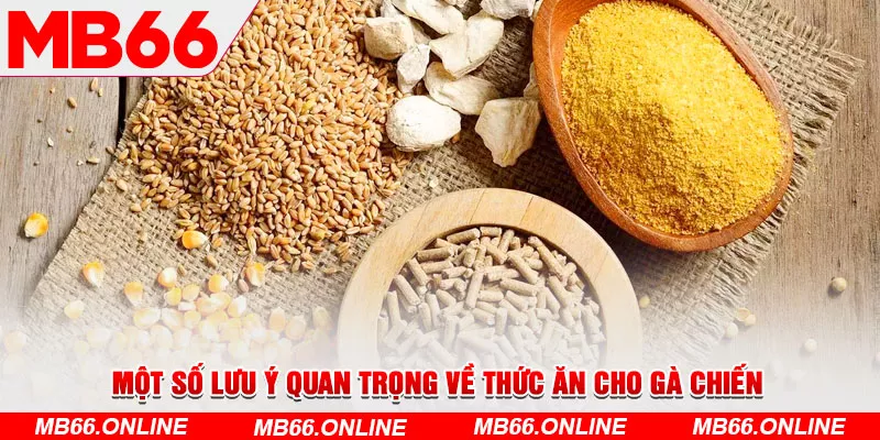 5-mot-so-luu-y-quan-trong-ve-thuc-an-cho-ga-chien-