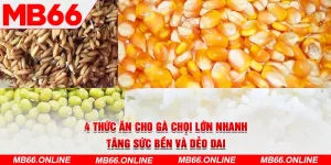 1-4-thuc-an-cho-ga-choi-lon-nhanh,-tang-suc-ben-va-deo-dai